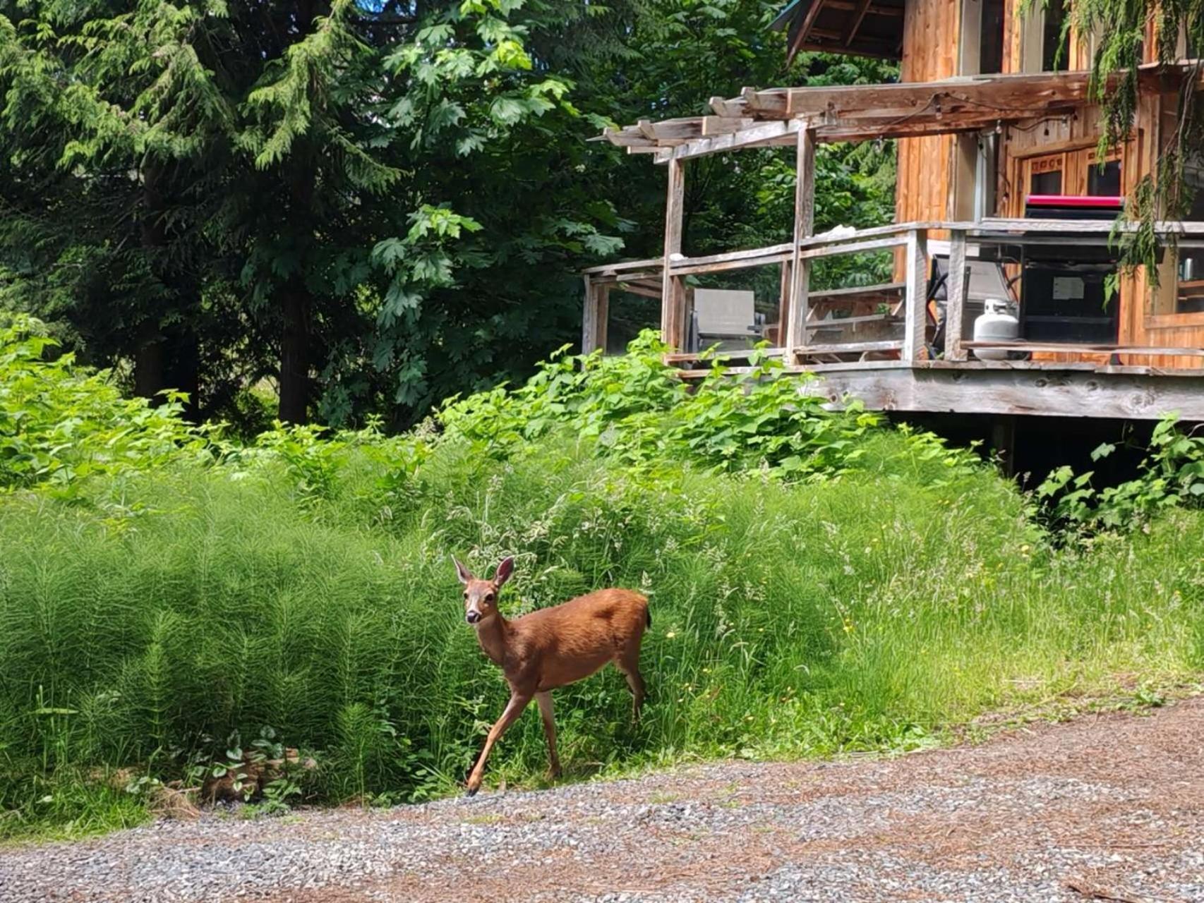 Ocean Views & Sunset Beach Cabin With Soaker Tub & Fire Pit Villa Powell River Eksteriør billede